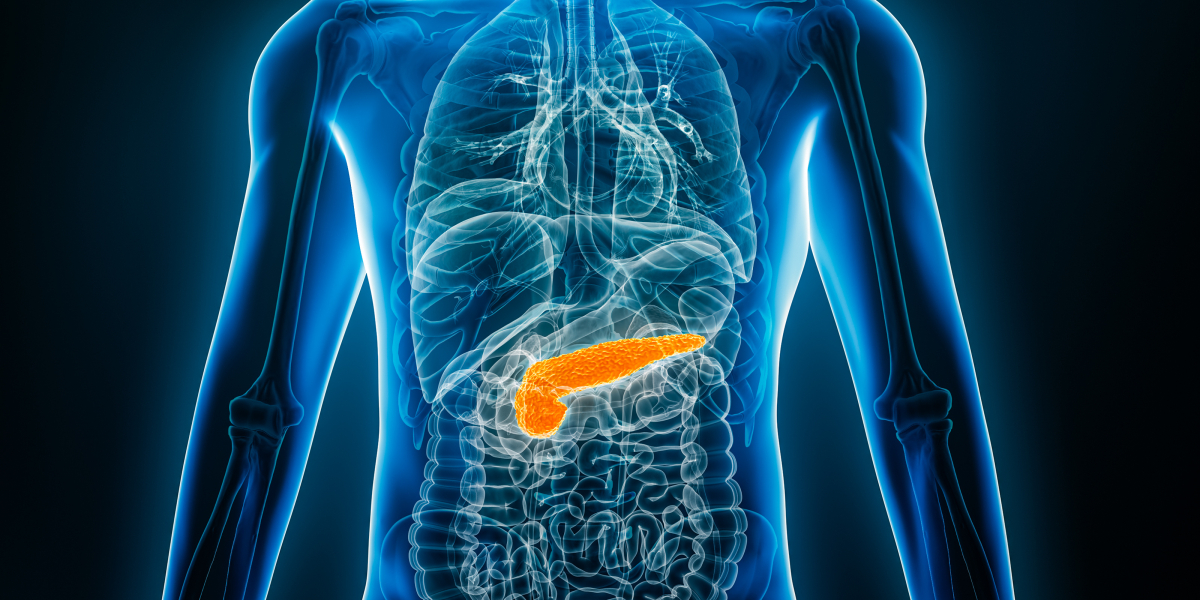 Ilustracja trzustki 3D